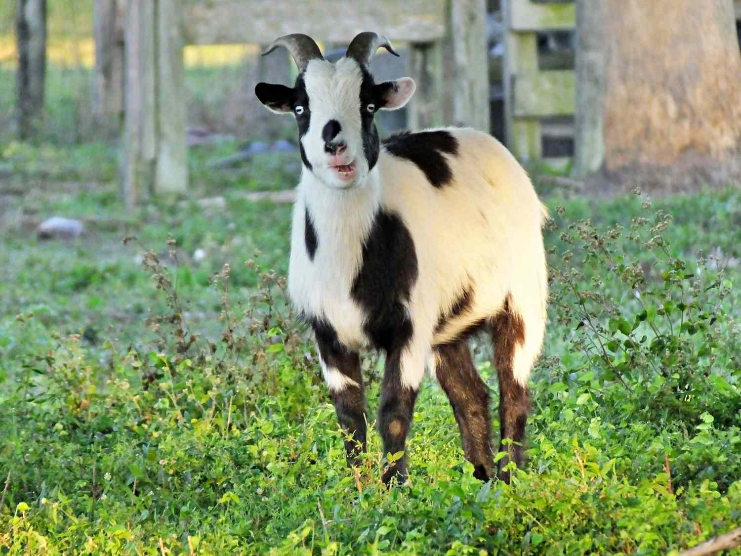 Fainting Goat