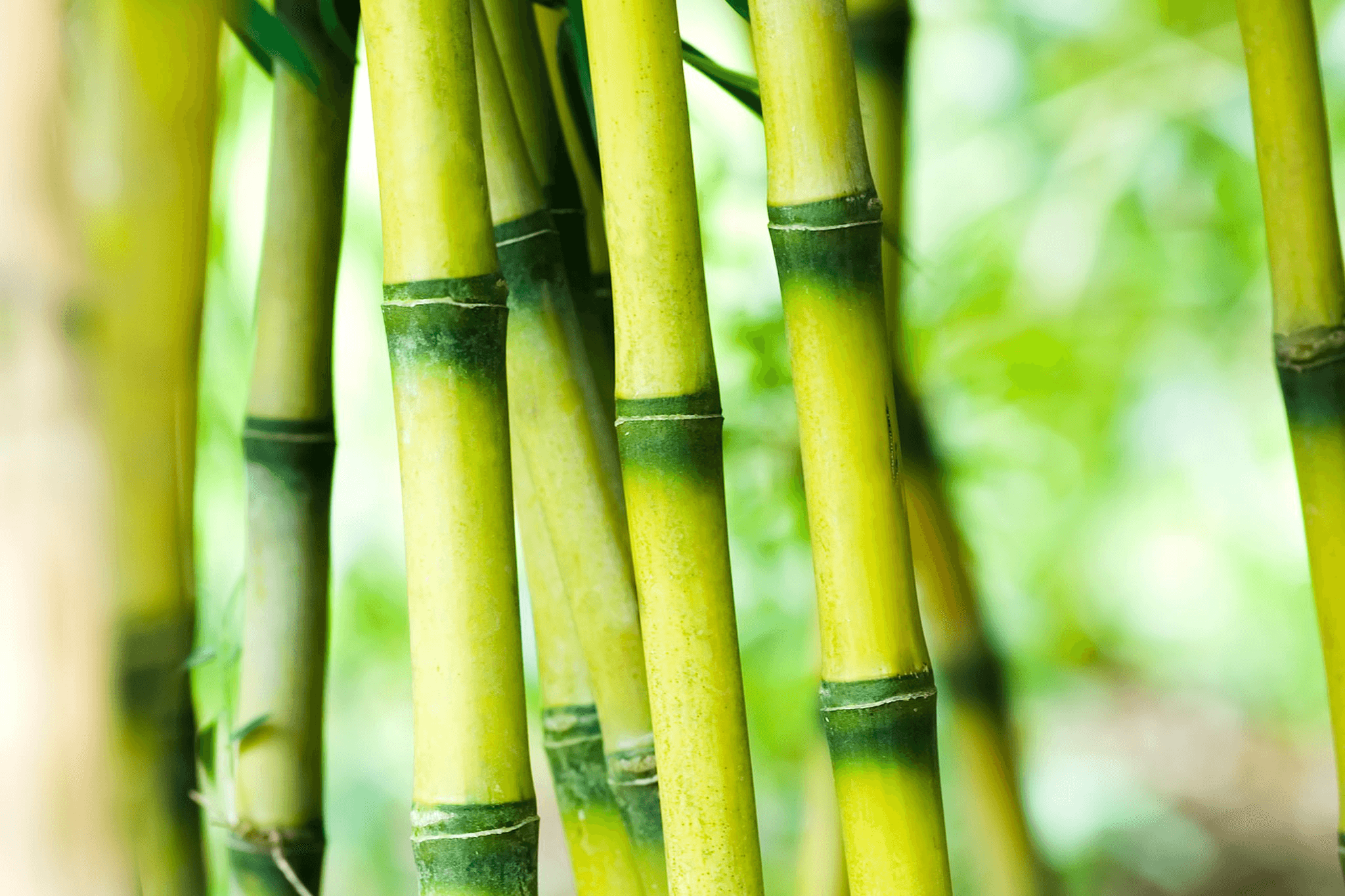 Can Goats Eat Bamboo? A Complete Guide to This Nutritious Browse