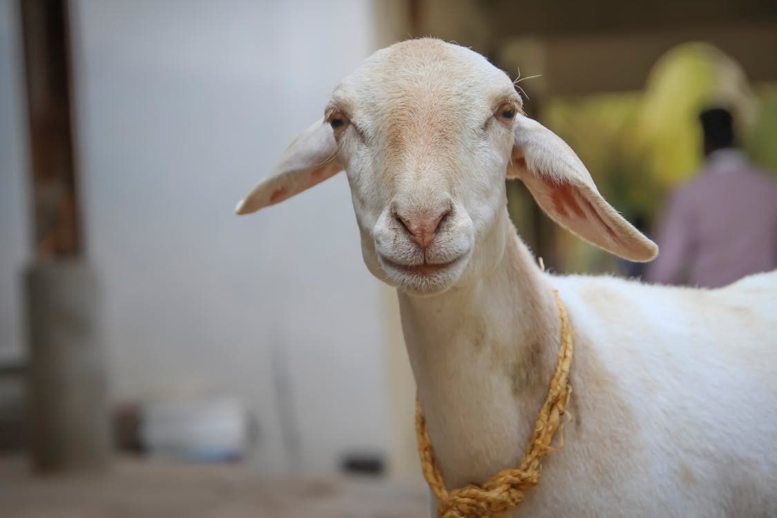 How to Shear Angora Goats: A Complete Guide to Mohair Harvesting