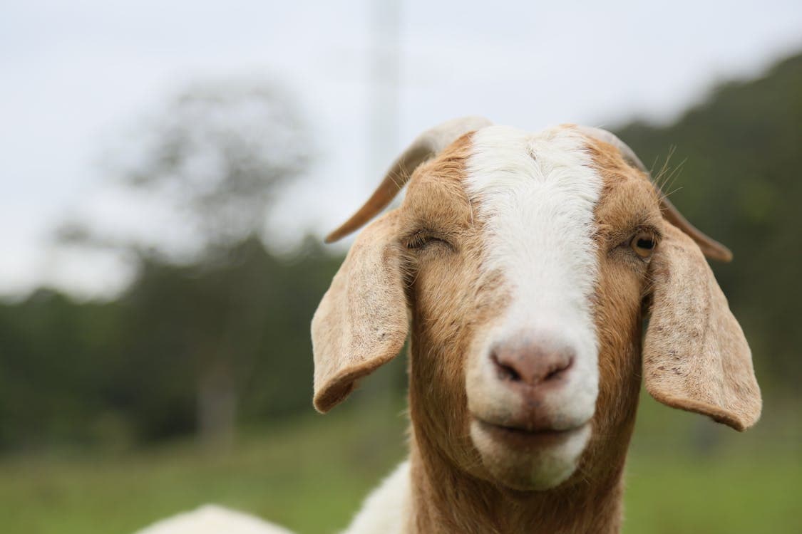 Understanding Goat Behavior: A Guide to Goat Body Language and Communication
