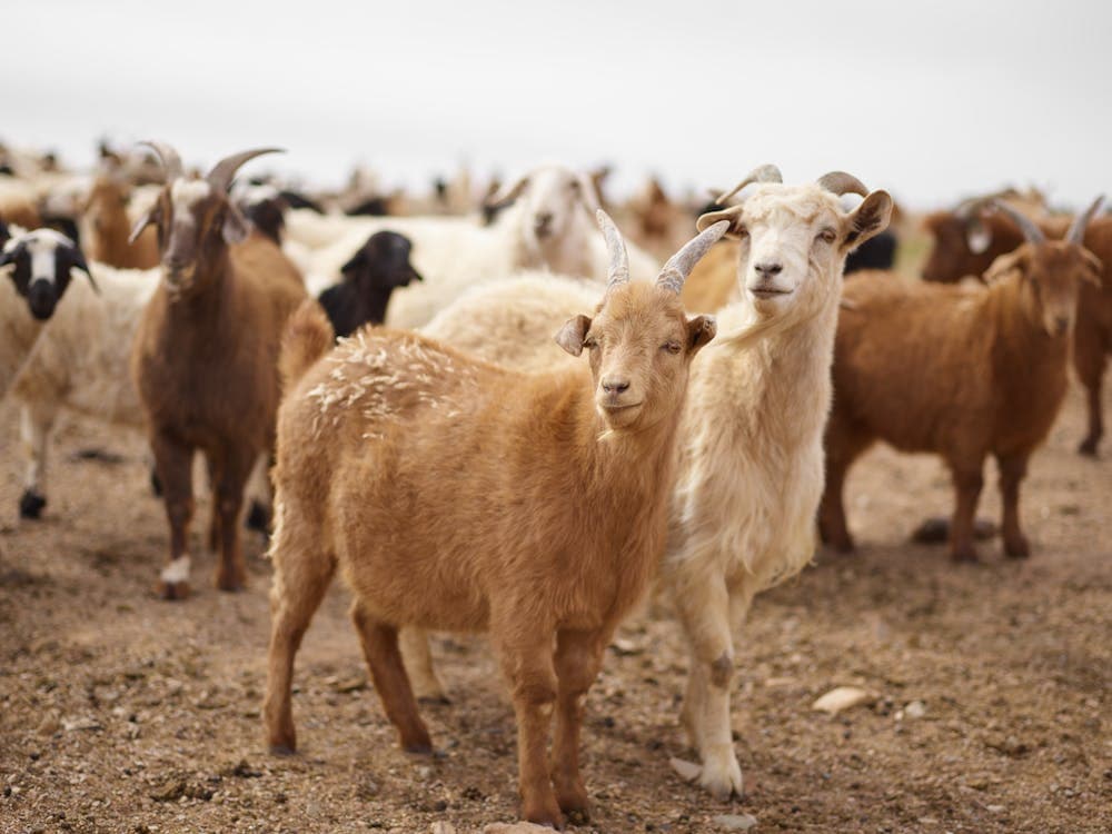 How to Raise Meat Goats: A Complete Guide to Profitable Meat Goat Farming