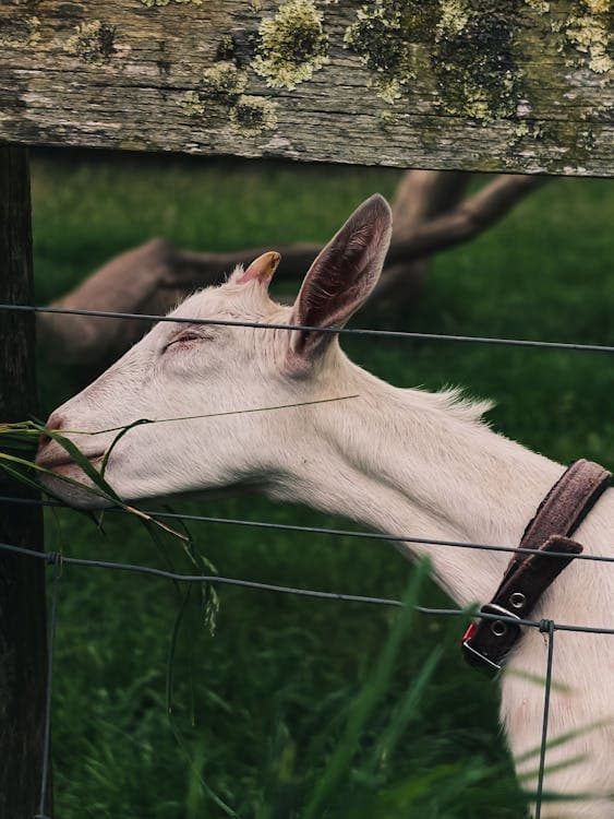How to Feed Goats Grain: Types, Amounts, and Safety Tips