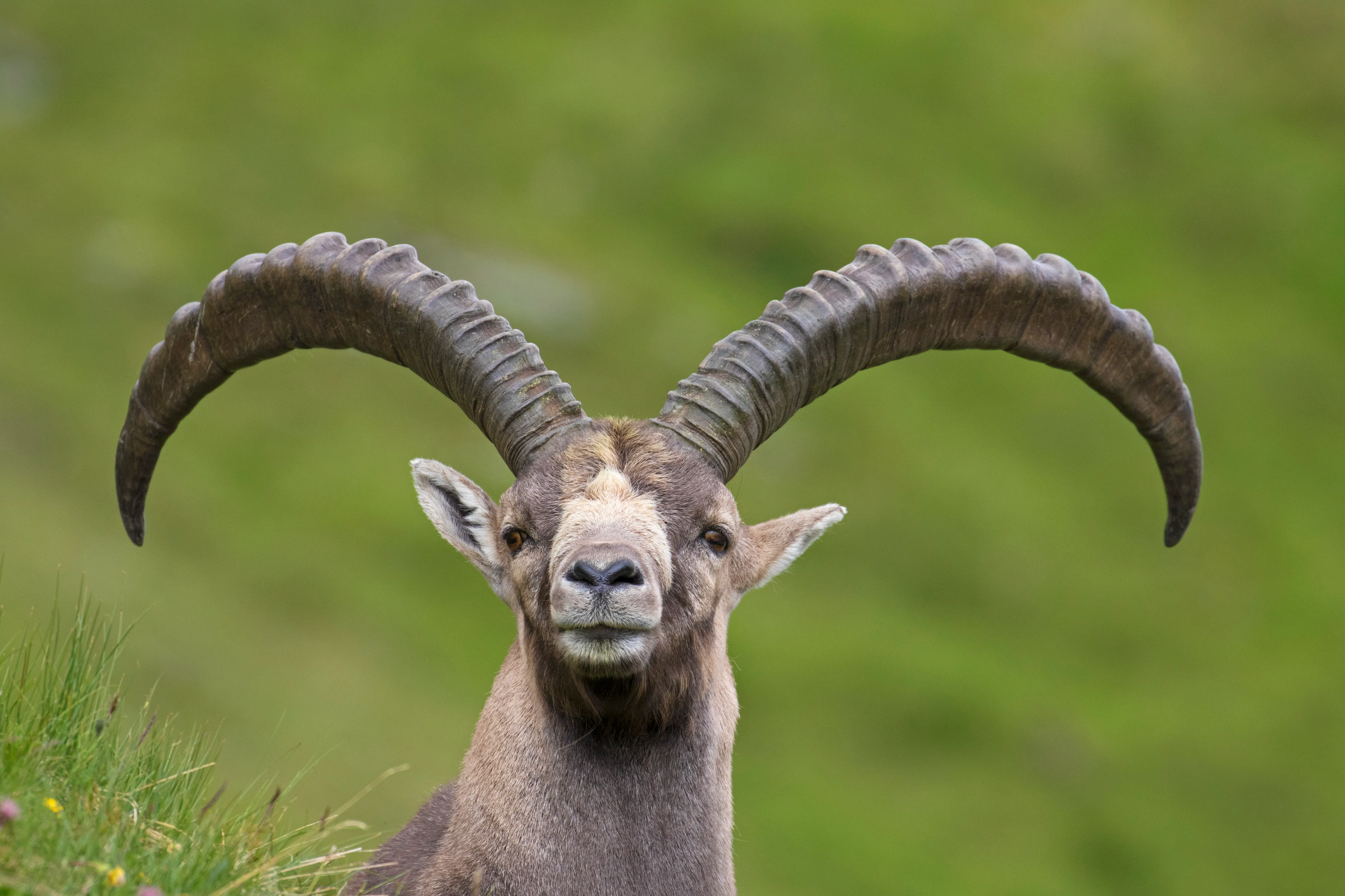 Alpine Goat