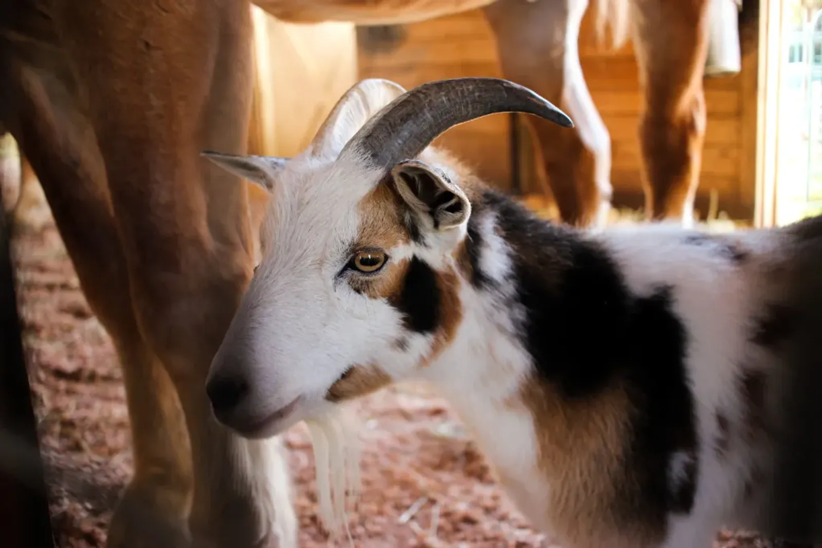 Nigerian Dwarf Goat