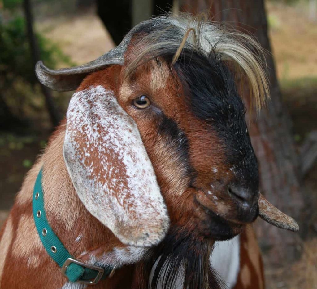 Seasonal goat playground