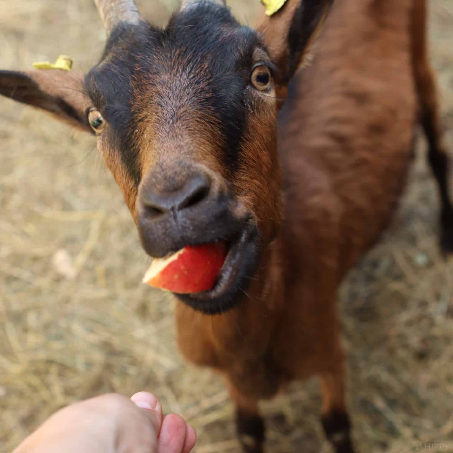 Goats enjoying playground structures