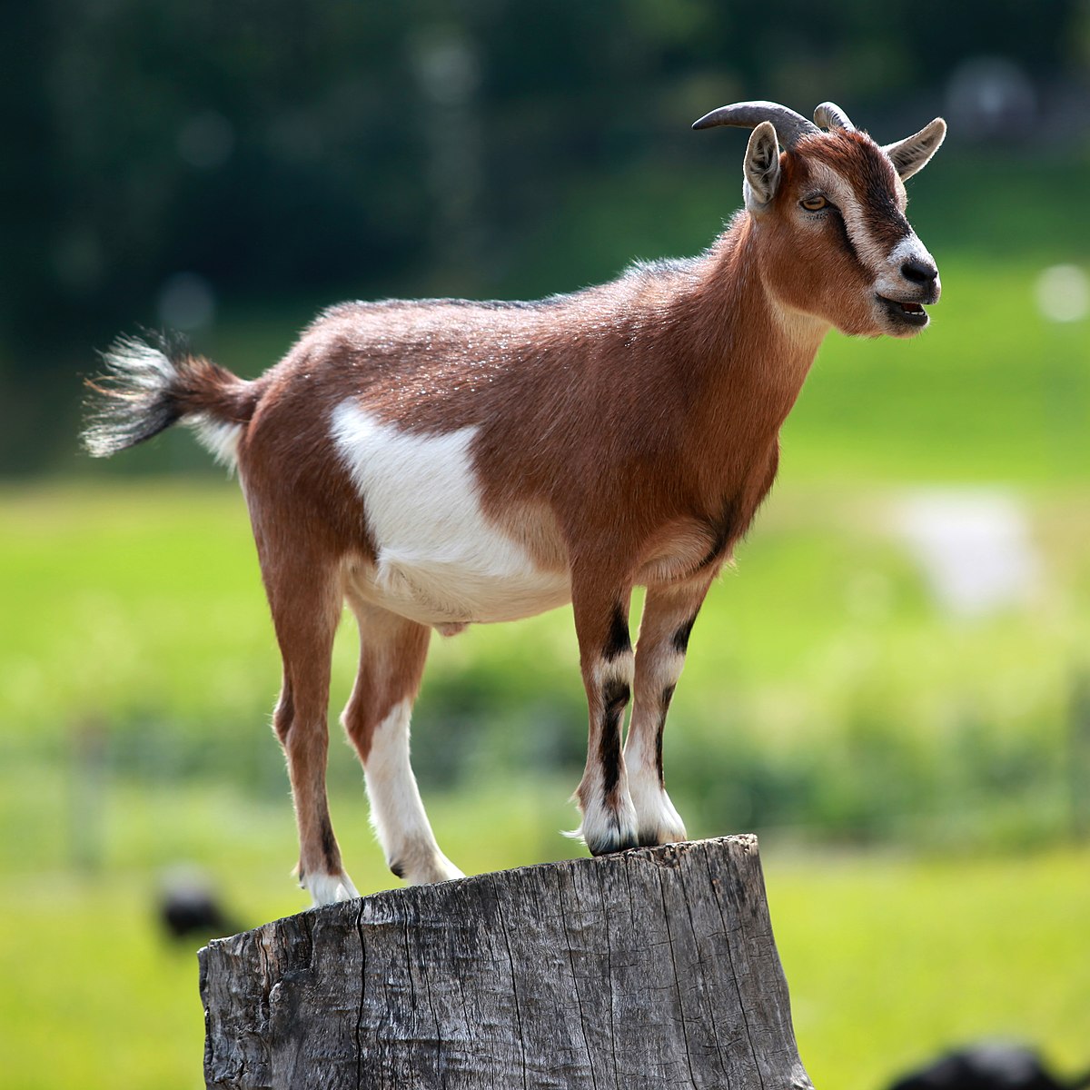 Healthy goat being examined