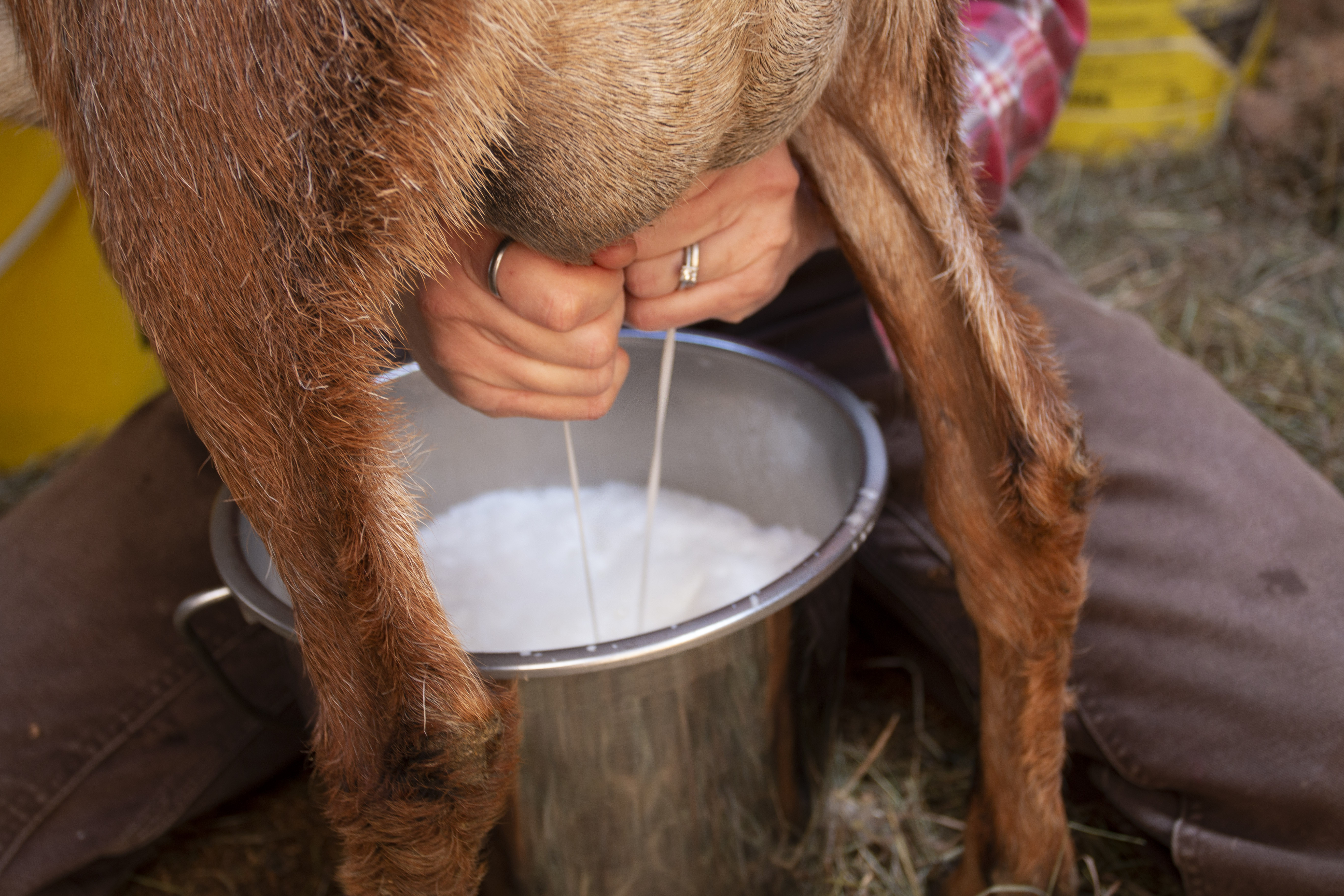 Milking